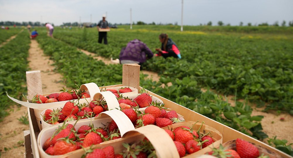 Noi reglementări pentru munca sezonieră în agricultură